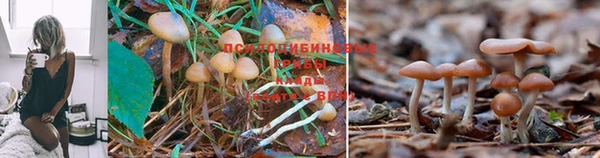дистиллят марихуана Приозерск